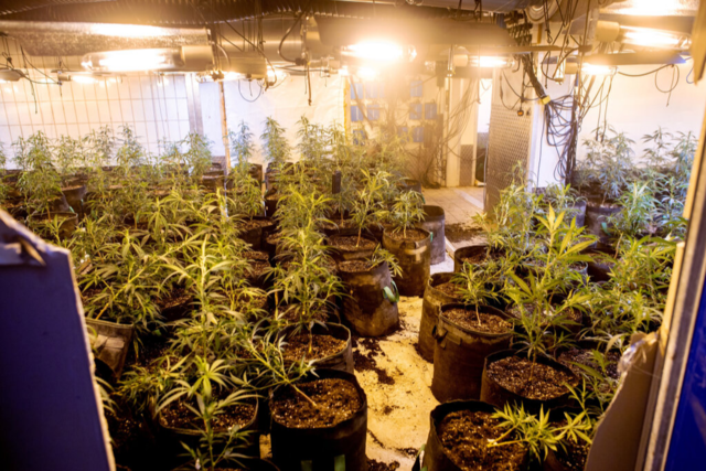 Cannabis-Plantagen im Schwarzwald: Was Anwohner ber die mutmalichen Tter berichten
