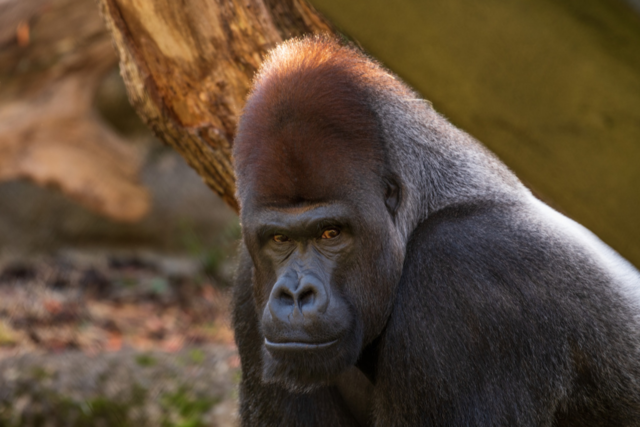 Wie der Basler Zoo nach dem Tod von M'Tong gegen den Fuchsbandwurm kmpft