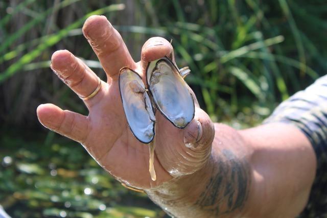 Wie Biologen im Nimburger Ried Bachmuscheln retten und warum der Biber die Muscheln strt