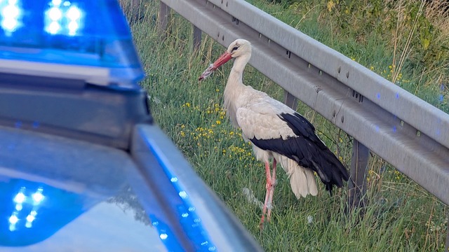 Der Storch wartet neben dem Polizeiauto. | Foto: Polizeipräsidium Offenburg/dpa Der Storch wartet neben dem Polizeiauto. | Foto: Polizeipräsidium Offenburg/dpa