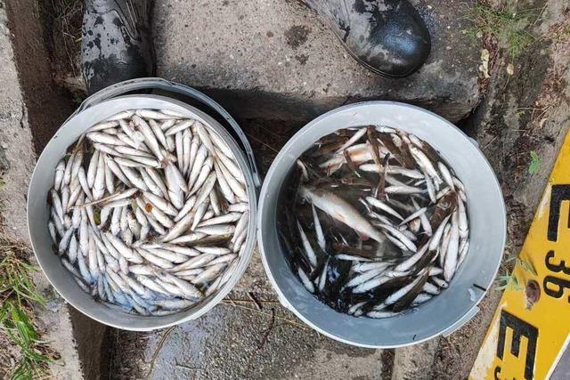 Hitze und Trockenheit: 5000 Fische sind in der Mhlin gestorben, 25.000 wurden gerettet