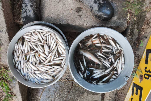 Hitze und Trockenheit: 5000 Fische sind in der Mhlin gestorben, 25.000 wurden gerettet