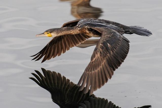 Blick ins Elsass: Kormoran verrgert Angelvereine und Fischer