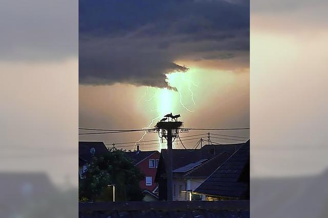 Gewitter mit Storchenfamilie