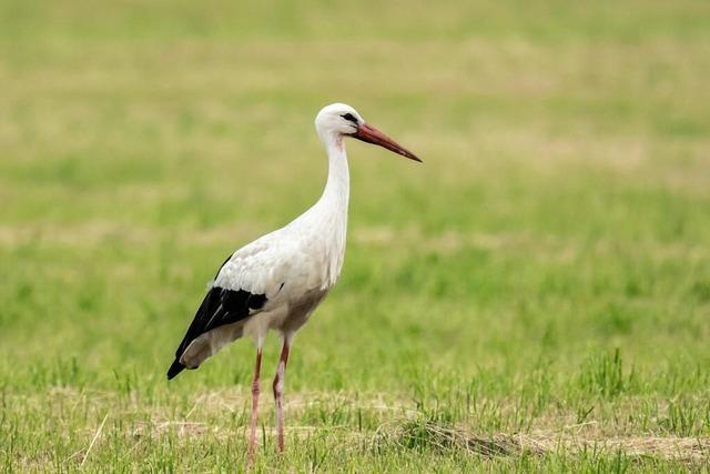 Polizisten retten verletzten Storch auf der Autobahn A5
