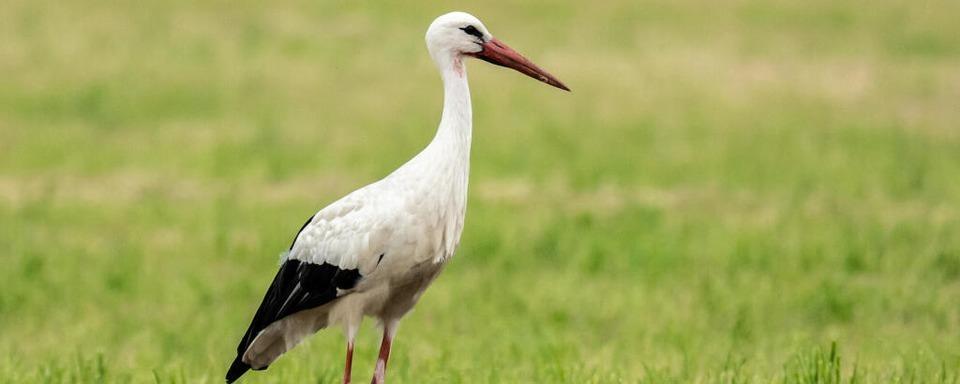 Polizisten retten verletzten Storch auf der Autobahn A5