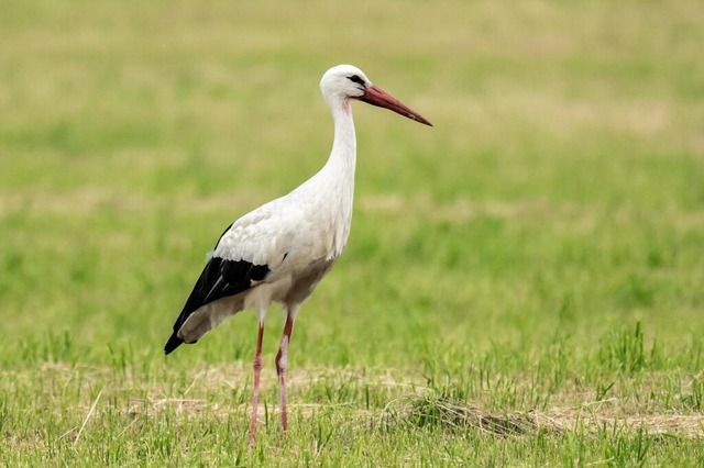Autobahnpolizisten haben bei Offenburg eine Storch (Symbolfoto) gerettet. | Foto: Silas Stein (dpa) Autobahnpolizisten haben bei Offenburg eine Storch (Symbolfoto) gerettet. | Foto: Silas Stein (dpa)