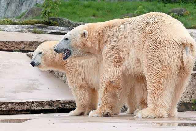 Eisb�r Kap im Karlsruher Zoo eingeschl�fert