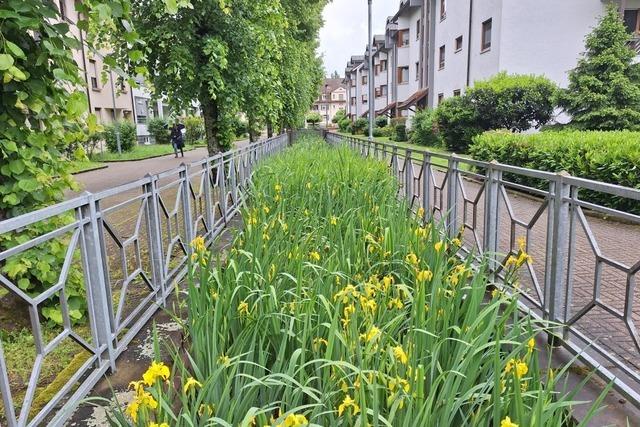 Grün statt Gewässer: Was ist aus dem Schopfheimer "Klein-Venedig" im Bifig geworden?
