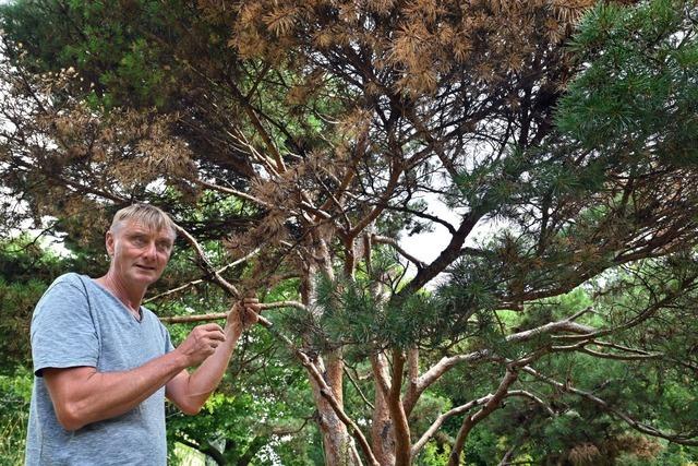 So kmpft der Botanische Garten Freiburg gegen die zunehmende Trockenheit