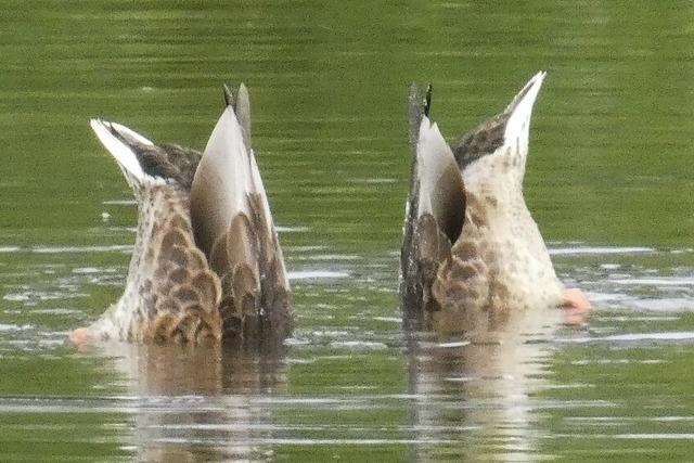 Synchroner Tauchgang