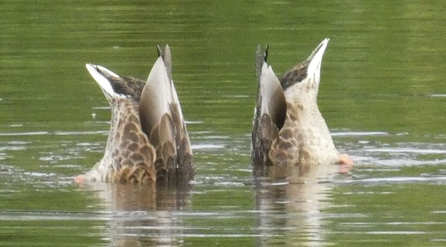   | Foto: Wolfgang Zengler