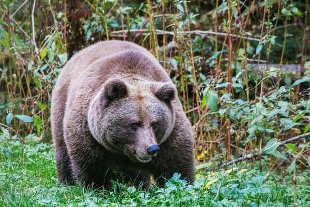 "Problembrin" Gaia ist auf dem Weg in den Schwarzwald