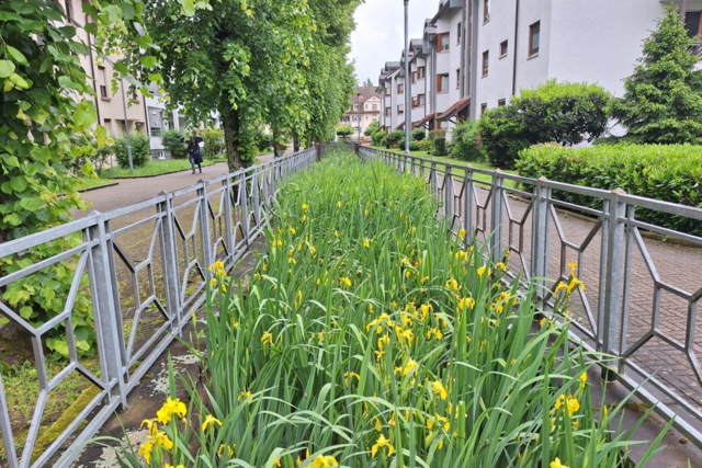 Grn statt Blau: Was ist aus dem Schopfheimer 