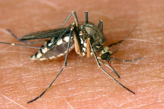 82-jhrige Frau in Italien stirbt an West-Nil-Virus