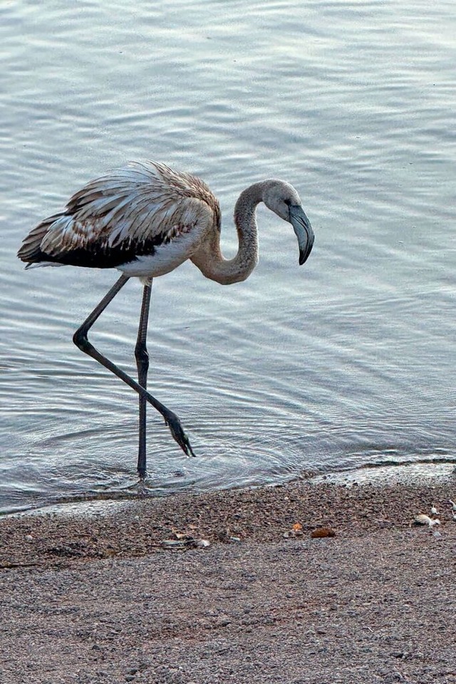 Exotischer Anblick: Der Flamingo stolziert entlang des Titisees.   | Foto: Polizeiprsidium Freiburg