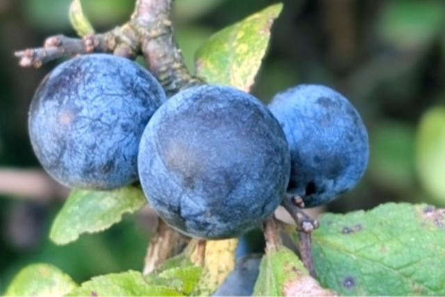 Von der Hand in den Mund: Es ist Wildbeerenzeit - wo findet man die besten Fr�chte?