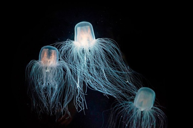 Seewespen sind fast komplett durchsichtig.  | Foto: Fon Duangkamon (stock.adobe.com)