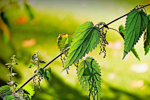 Brennnesseln werden unterschtzt.  | Foto: Foto: Pixabay