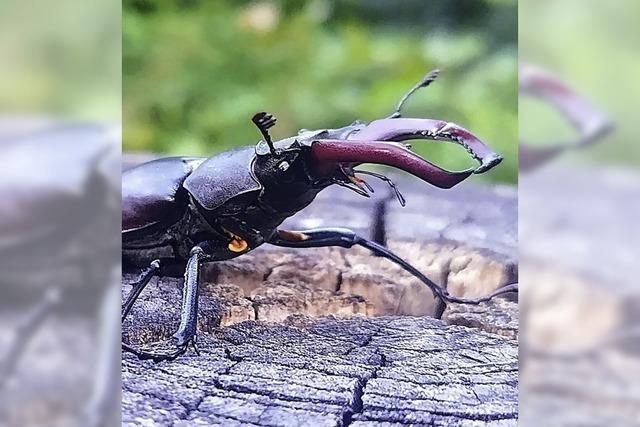 Leserbrief: Umweltvergehen sind nie ganz tilgbar