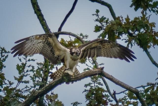 Binzener Hobbyfotograf erwischt in der Petite Camargue einen Fischadler mit Beute