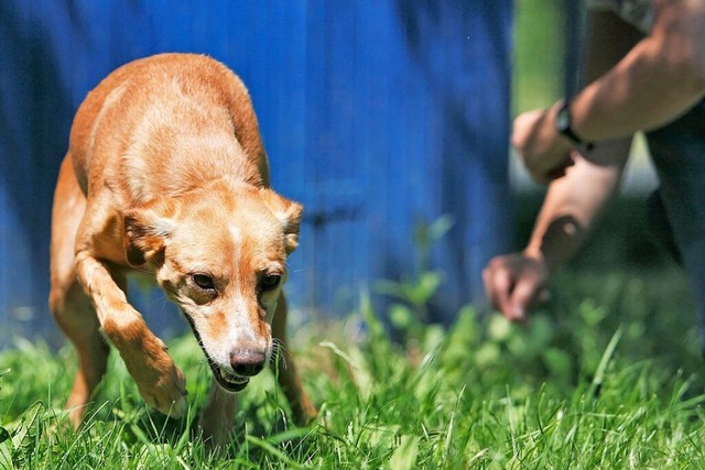 Ein recht ängstlicher Hund. | Foto: Heike Schmidt-Röger (dpa) Ein recht ängstlicher Hund. | Foto: Heike Schmidt-Röger (dpa)