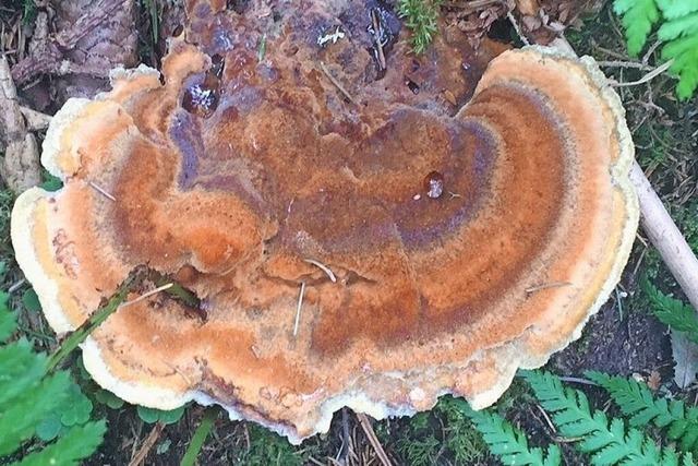 Das nasse Wetter lsst die Pilze im Hochschwarzwald schieen wie lange nicht