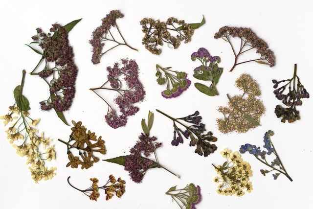 Sammeln, trocknen und bestimmen: So legt man ein Herbarium an