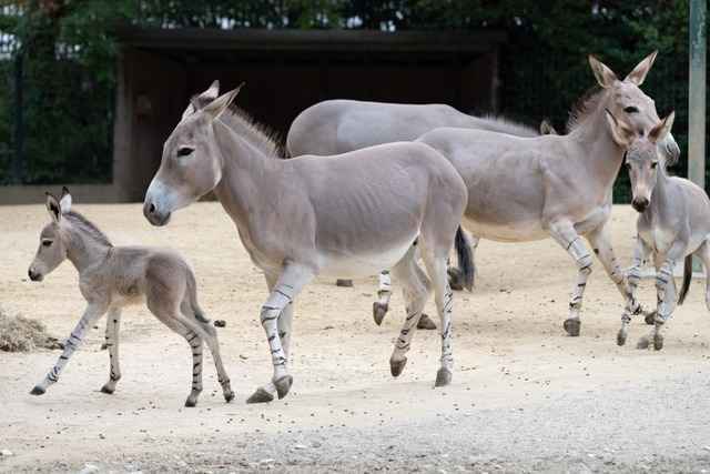 Die Somali-Wildesel im Basler Zoo haben Nachwuchs bekommen