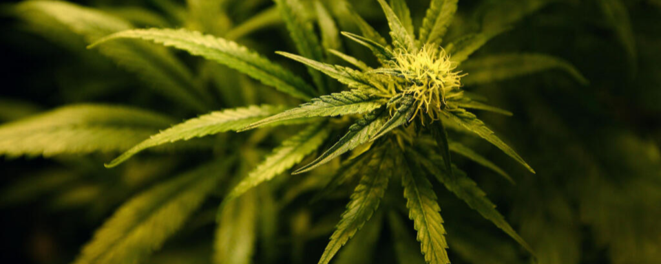 Sind zehn Cannabispflanzen eine zu viel?