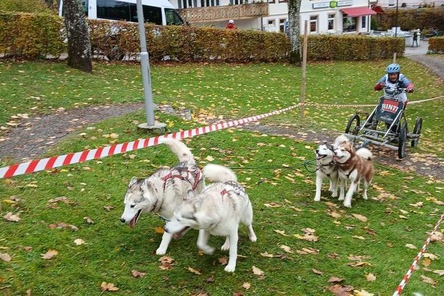 In Todtmoos gab es ein Schlittenhunderennen – ganz ohne Schnee In Todtmoos gab es ein Schlittenhunderennen – ganz ohne Schnee