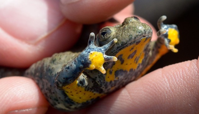 Eine der seltenen Gelbbauchunken (Symbolbild)  | Foto: Peter Steffen