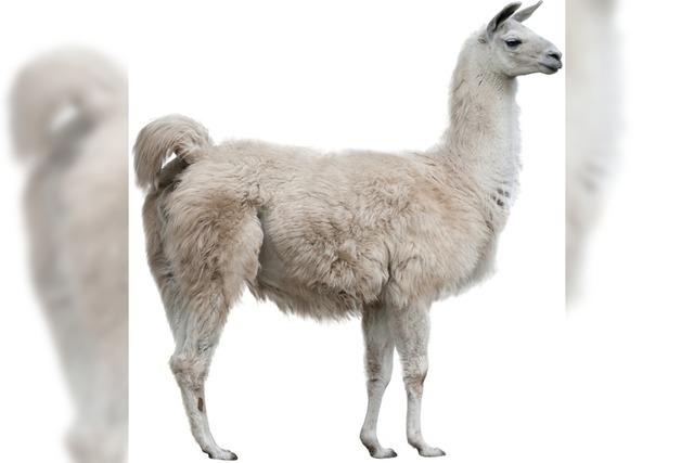 Drama mit Lama, oder: Das blde Vieh will einfach nicht ins Wasser