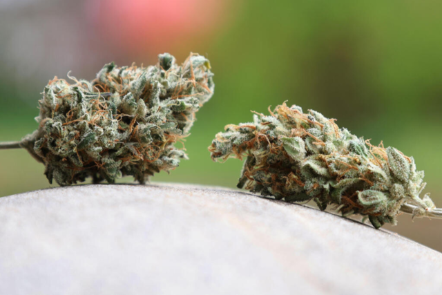 Glottertal stoppt Cannabis-Anbau trotz behrdlicher Genehmigung