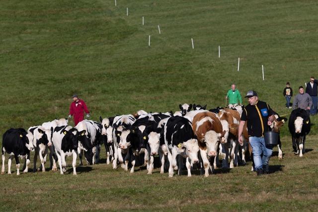 Viehnale in Herrenschwand: Pensionsjungvieh vom Bodensee kommt nächstes Frühjahr nicht wieder Viehnale in Herrenschwand: Pensionsjungvieh vom Bodensee kommt nächstes Frühjahr nicht wieder