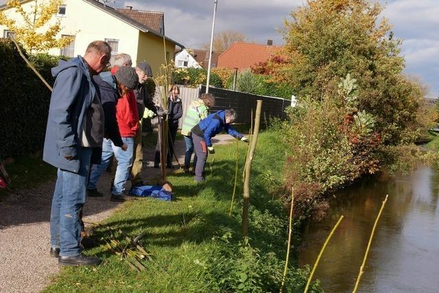 Entlang der Schutter in Friesenheim sind 90 neue Bäume gepflanzt worden Entlang der Schutter in Friesenheim sind 90 neue Bäume gepflanzt worden