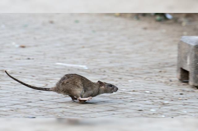 Brger sichten Ratten auf offener Strae in Ihringen