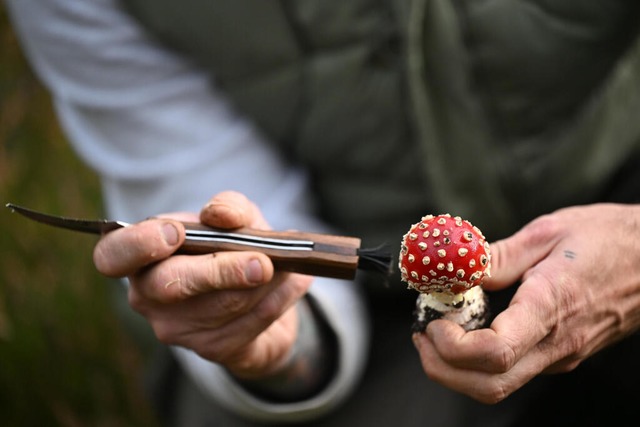Moritz Schmid putzt einen kleinen Flie...manita muscaria) mit einem Pilzmesser.  | Foto: Lilli Förter (dpa) Moritz Schmid putzt einen kleinen Flie...manita muscaria) mit einem Pilzmesser.  | Foto: Lilli Förter (dpa)