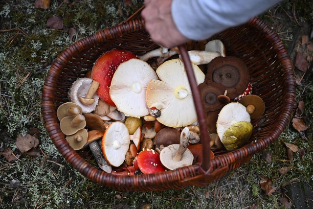 Neben Genuss steht die Sicherheit im F...tungen bleiben eine ernsthafte Gefahr.  | Foto: Lilli Förter (dpa) Neben Genuss steht die Sicherheit im F...tungen bleiben eine ernsthafte Gefahr.  | Foto: Lilli Förter (dpa)
