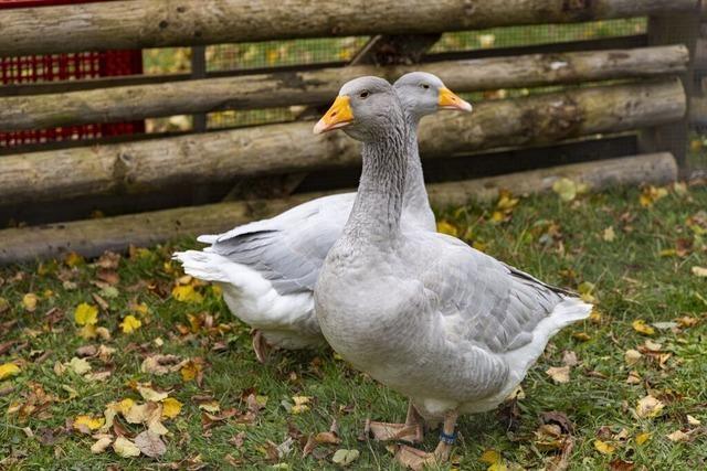 Erste Umkircher Kleintierschau nach fnf Jahren findet am Wochenende statt
