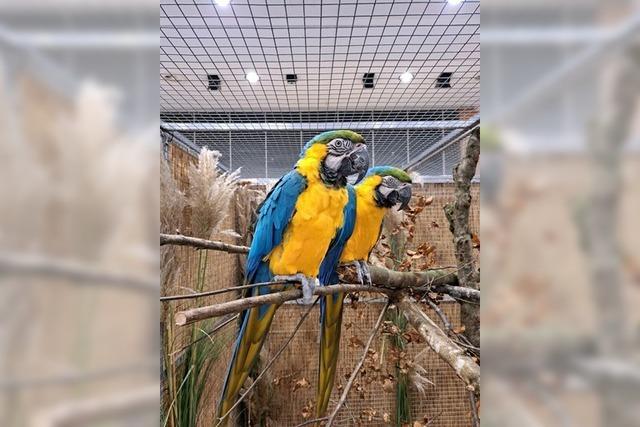 Vogelfreunde stellen zwei Tage in Vörstetten aus Vogelfreunde stellen zwei Tage in Vörstetten aus