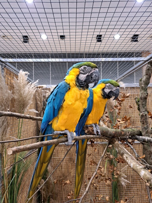Papageien  | Foto: Vogelfreunde Emmendingen und Umgebung Papageien  | Foto: Vogelfreunde Emmendingen und Umgebung