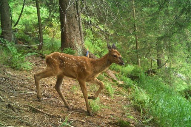 Warum Freiburger Forscher einer KI beibringen, Reh und Rotkehlchen zu erkennen Warum Freiburger Forscher einer KI beibringen, Reh und Rotkehlchen zu erkennen