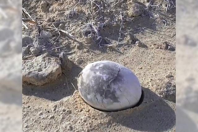 Ein 70 Millionen Jahre altes Ei