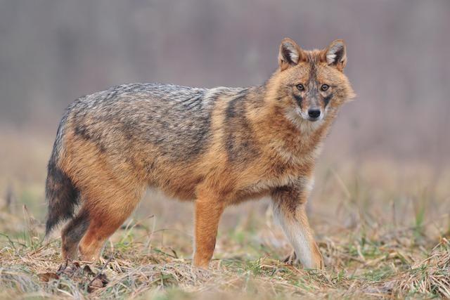 Der Goldschakal im Ortenaukreis dürfte nur die Vorhut sein Der Goldschakal im Ortenaukreis dürfte nur die Vorhut sein