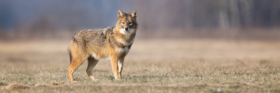 Goldschakal in der Ortenau - nur der erste in Sdbaden
