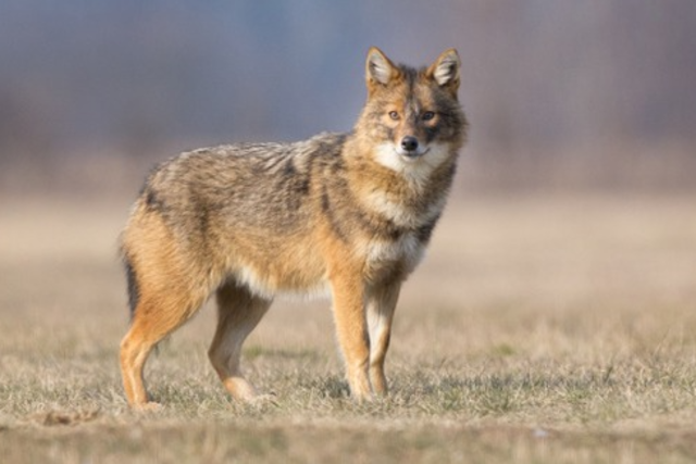 Goldschakal in der Ortenau - nur der erste in Sdbaden