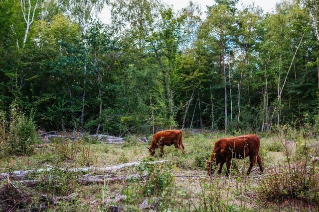 In Neuried zeigt die Bewirtschaftung mit Rindern und Ziegen Wirkung