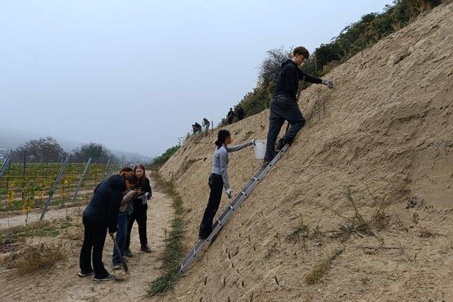 Schulklasse aus Freiburg sät Blumen an Rebböschungen in Ihringen Schulklasse aus Freiburg sät Blumen an Rebböschungen in Ihringen