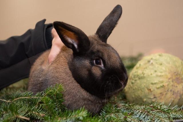 Weiches Fell und samtenes Gefieder Weiches Fell und samtenes Gefieder